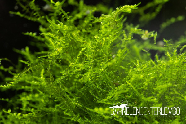 Vesicularia sp. Mini Christmas Moss - in Vitro