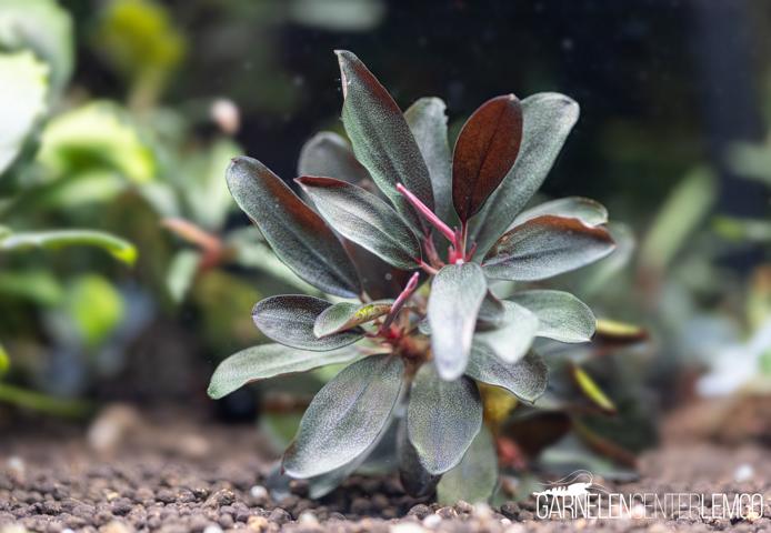 Bucephalandra sp. Pygmeae - Purple Blue Rhizom *Rarität*