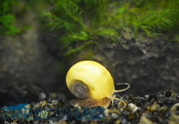 Goldene Paradiesschnecke - Marisa cornuarietis