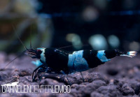 Blue Panda Garnele - DNZ Blue Panda Garnele - DNZ