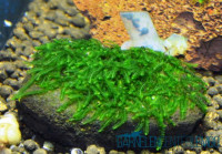 Jungermannia pseudocyclop - Mini Rosa Moss auf Plant Sheet Jungermannia pseudocyclop - Mini Rosa Moss auf Plant Sheet