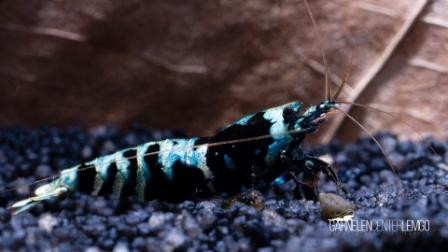 Galaxy Tiger Pinto Black - Grade S / Low Grade- DNZ