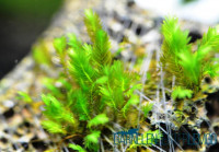 Fissidens sp. Houougoke - auf Plant Sheet Fissidens sp. Houougoke - auf Plant Sheet