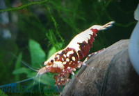 Skyfish Galaxy Boa, rot - Grade SS/ Mid Grade- DNZ Skyfish Galaxy Boa, rot - Grade SS/ Mid Grade- DNZ