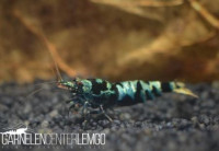 Vinfish Advanced Nanashi - DNZ Vinfish Advanced Nanashi - DNZ