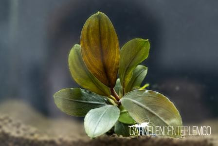 Bucephalandra sp. Nanga Pinoh Baileys submers - Rhizom