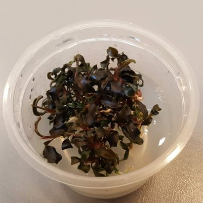 Bucephalandra Kedagang InVitro 1-2-Grow Limited Edition