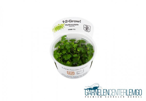 Hydrocotyle cf. tripartita - Dreiteiliger Wassernabel - InVitro