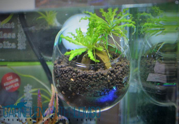 Plant Pot - Pflanzentopf aus Glas