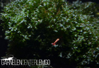 Loxogramme Sp. Wave Moss / Microsorum pteropus Prothallium - auf Plant Sheet Loxogramme Sp. Wave Moss / Microsorum pteropus Prothallium - auf Plant Sheet