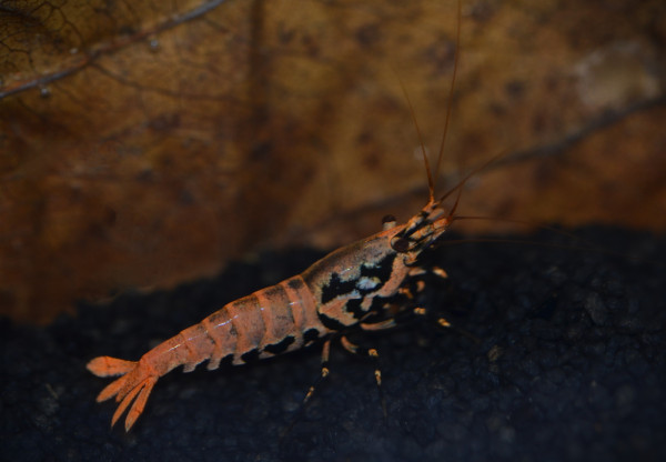 Orange Boa Garnele / Orange based Boa SSS Grade - DNZ