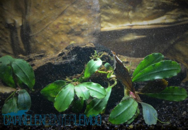 Bucephalandra motleyana sp. Apple Leaf - submers