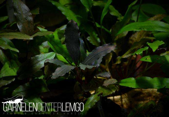 Topick Aquarium - Bucephalandra sp. Purple Phantom
