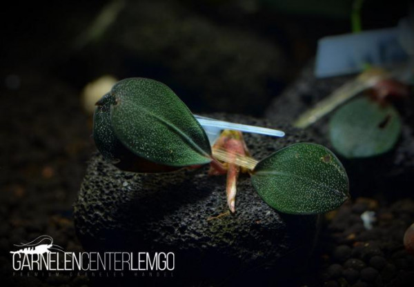 Bucephalandra sp. Gunnung Lawit - submers - Rhizom