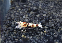 Vorschau: Skyfish Pinto Mosura Tiger Red - Grade SSS / High Grade- DNZ Vorschau: Skyfish Pinto Mosura Tiger Red - Grade SSS / High Grade- DNZ