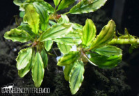 Bucephalandra sp. Black Marble, submers, Rhizom Bucephalandra sp. Black Marble, submers, Rhizom