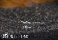 Blue Ghost OE Sulawesi Garnele - Import Blue Ghost OE Sulawesi Garnele - Import