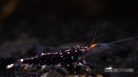 Caridina Trimaculata - DNZ
