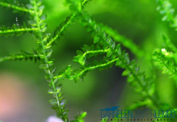 Weeping Moss - Trauerweidenmoos (Vesicularia ferriei) (633)