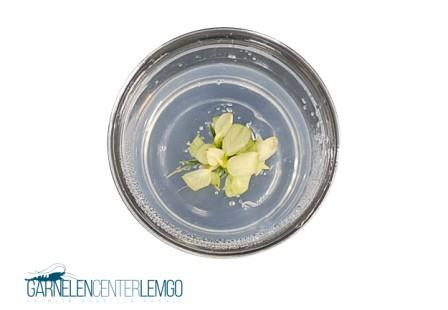 Anubias Nana White marble - inVitro - Limited Edition
