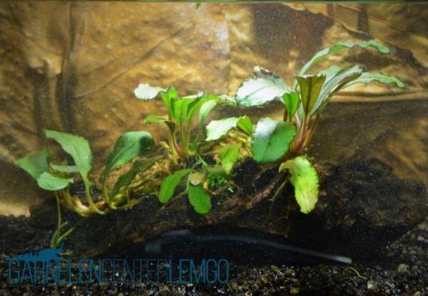 Bucephalandra "ohne Name" - submers