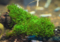 Fissidens sp. Kambodscha - Rarität - auf Plant Sheet Fissidens sp. Kambodscha - Rarität - auf Plant Sheet