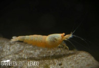 Red Bolt O.E. Garnele - DNZ Red Bolt O.E. Garnele - DNZ