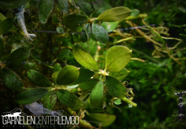Bucephalandra Sp. "No Name", submers, auf Lava (1121)