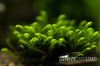 Fissidens sp. Hottonoichi *Rarität* - auf Plant Sheet Fissidens sp. Hottonoichi *Rarität* - auf Plant Sheet