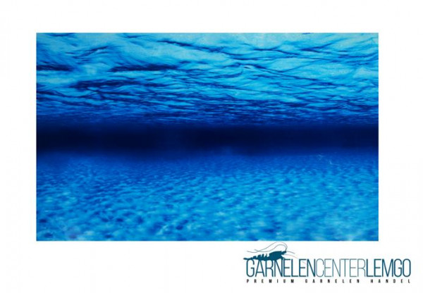 Aquarium Rückwand Folie zweiseitig - Meeresspiegel / Wurzel-Landschaft 45cm