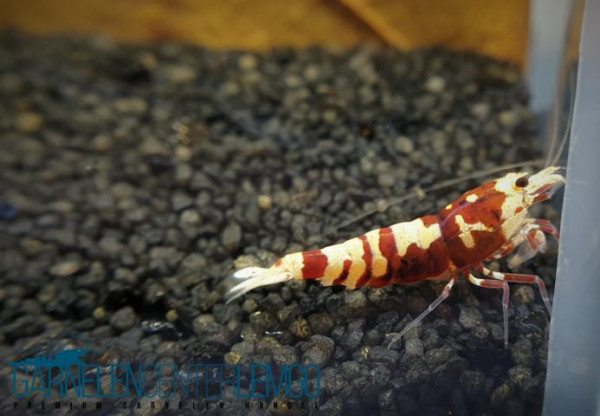 Skyfish Galaxy Tiger Pinto Red - Low Grades - DNZ