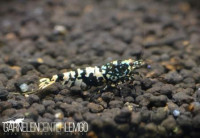 Snowfall Galaxy Tiger Garnele, Black - S Grade (DNZ) Snowfall Galaxy Tiger Garnele, Black - S Grade (DNZ)