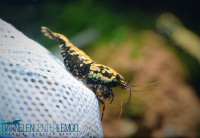 Skyfish Golden Boa - Grade SSS/ High Grade Skyfish Golden Boa - Grade SSS/ High Grade