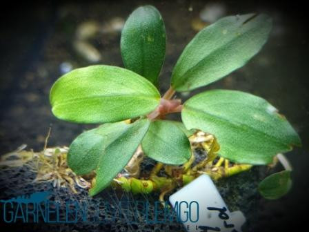 Bucephalandra sp. Grey Sword Rhizom