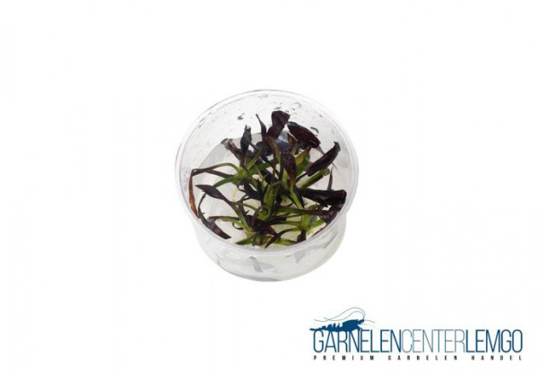 Echinodorus Aflame - inVitro Limited Edition