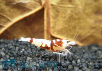 Skyfish Pinto Mosura Tiger Red - Grade SS / Mid Grade- DNZ Skyfish Pinto Mosura Tiger Red - Grade SS / Mid Grade- DNZ