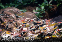 Caridina-Garnelen-Mix - 10 Stück- DNZ Caridina-Garnelen-Mix - 10 Stück- DNZ