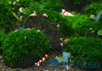 Vesicularia ferriei Mini - Mini Weeping Moss - auf Plant Sheet Vesicularia ferriei Mini - Mini Weeping Moss - auf Plant Sheet