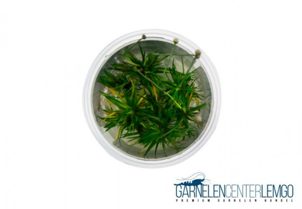 Eriocaulon Cinereum - InVitro