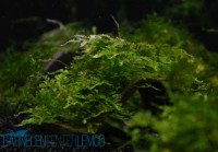 Christmas Moos - Vesicularia montagnei sp. Christmas Moos - Vesicularia montagnei sp.