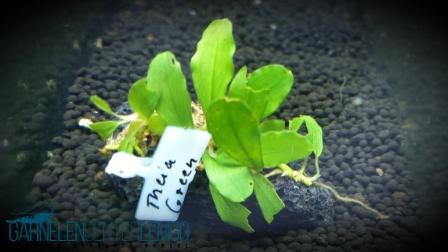 Bucephalandra sp. Theia Green Rhizom