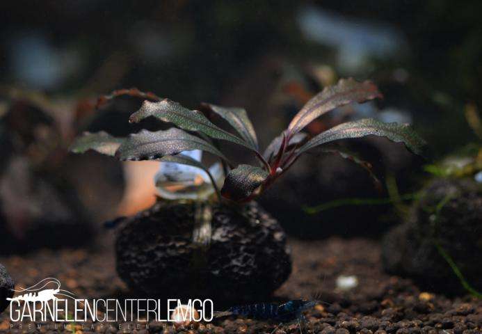 ブセファランドラ sp. Brownie Ghost 2011 Nakamoto Bucephalandra Sp. Brownie Ghost 2011 💫 Clumps available