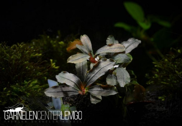Bucephalandra sp. Lamandau Mini Purple - submers - Rhizom