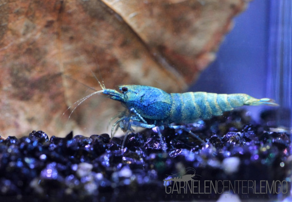 Blue Bolt