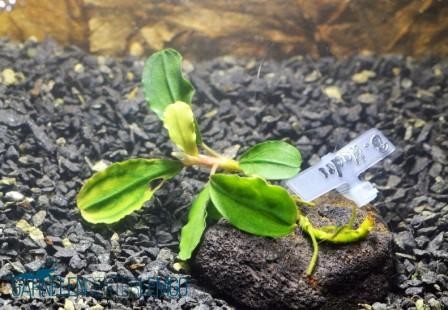 Bucephalandra Sp. Montleyana - Hades auf Lava