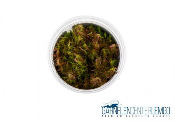 Rotala "Wallichii" - InVitro