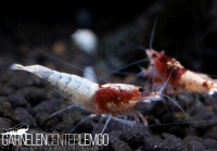 Steel Red Tai-Ti-Bee Garnele - DNZ Steel Red Tai-Ti-Bee Garnele - DNZ