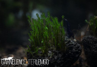 Fissidens sp. Adianthoides - auf Plant Sheet Fissidens sp. Adianthoides - auf Plant Sheet