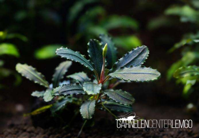 10er Pack Bucephalandra sp. 