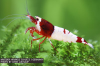 Wine Red Little Lips Garnele - DNZ Wine Red Little Lips Garnele - DNZ